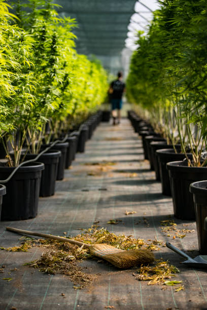 Cleaning in Cannabis Farm Greenhouse.