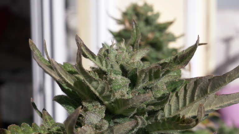 Bud on top of a cannabis plant growing outside of a house. Handheld shot